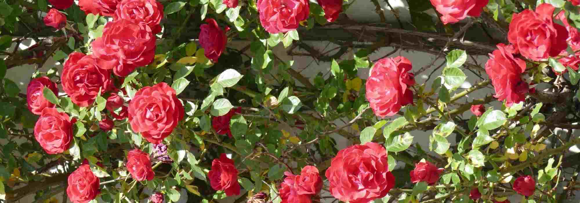 7 Kletterrosen mit roten Blüten