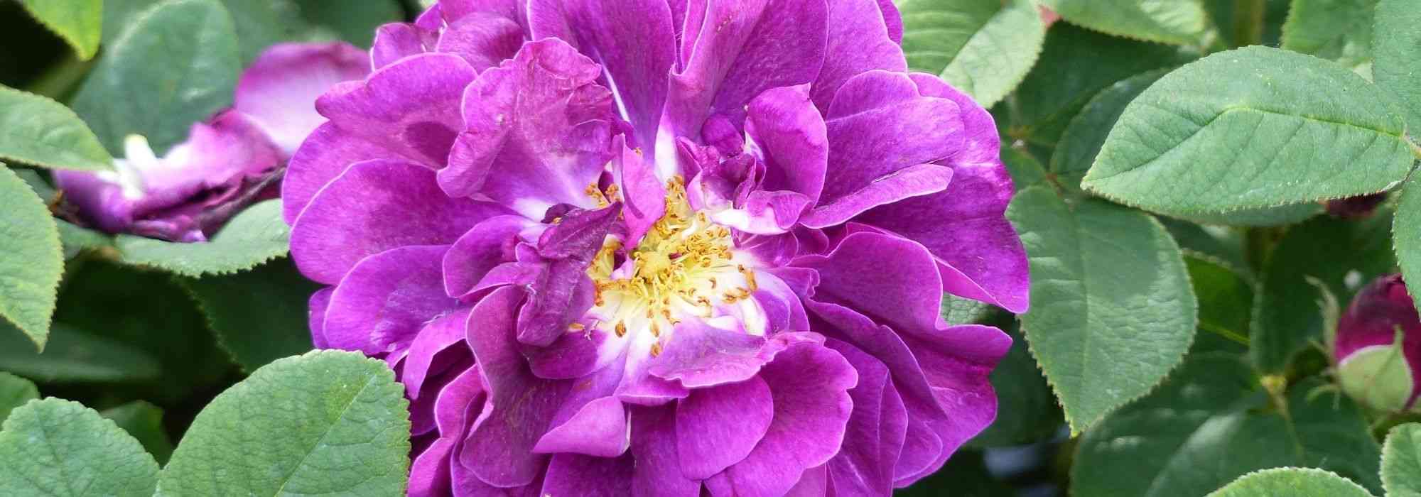 9 schöne Historische Rosen