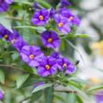 7 Ideen für Solanum-Kombinationen im Garten