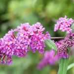 10 Sträucher mit langer Blüte