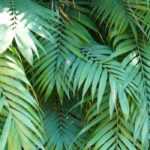 Bergpalme: Pflanzen und Pflege