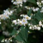 6 Schöne Sternchensträucher für eine Blütenhecke