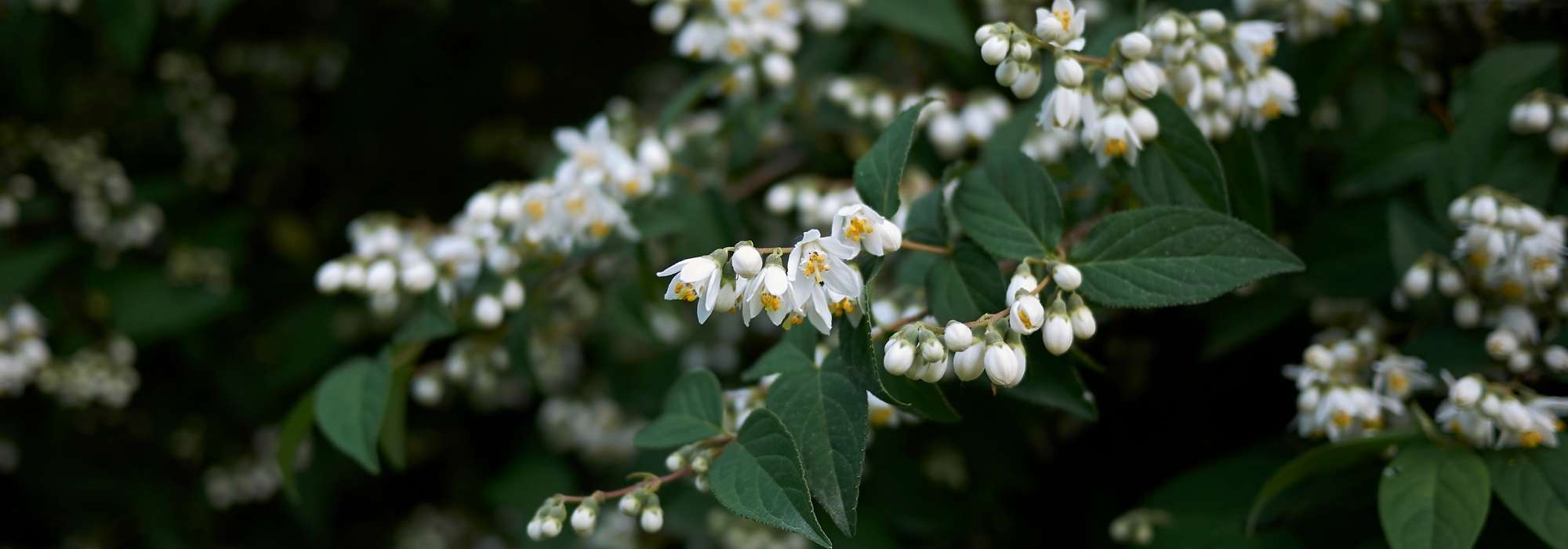 6 Schöne Sternchensträucher für eine Blütenhecke