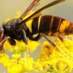 Invasive oder gebietsfremde Tierarten