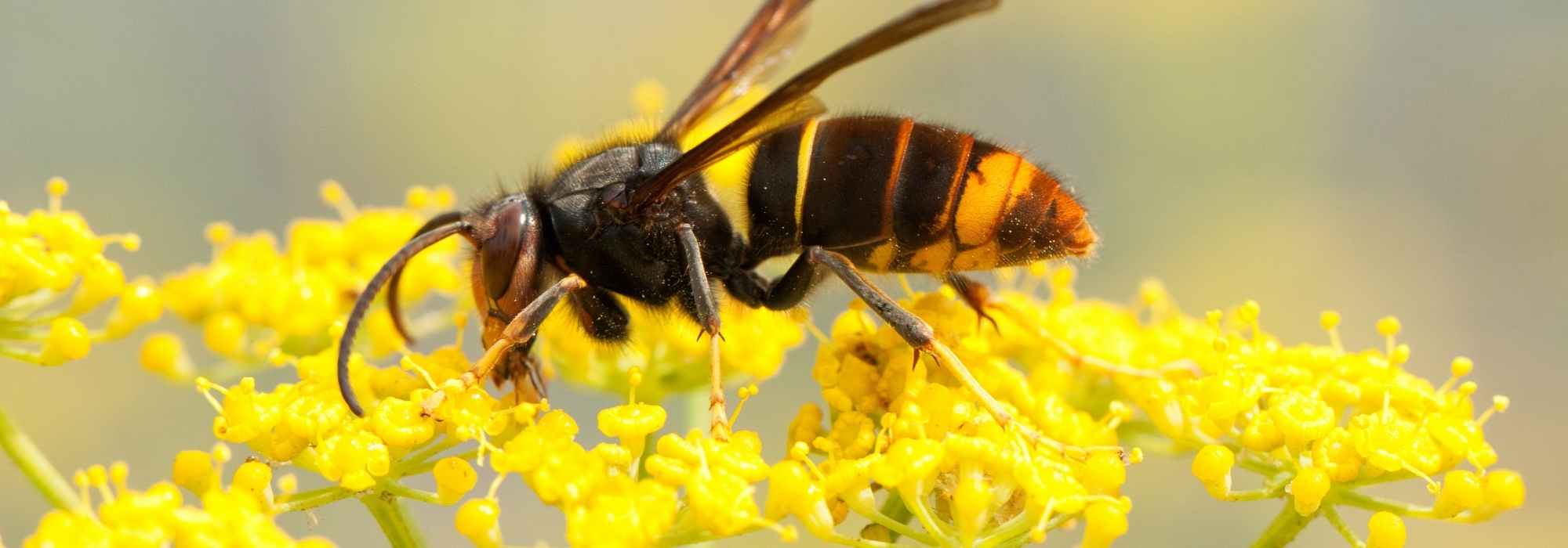 Invasive oder gebietsfremde Tierarten