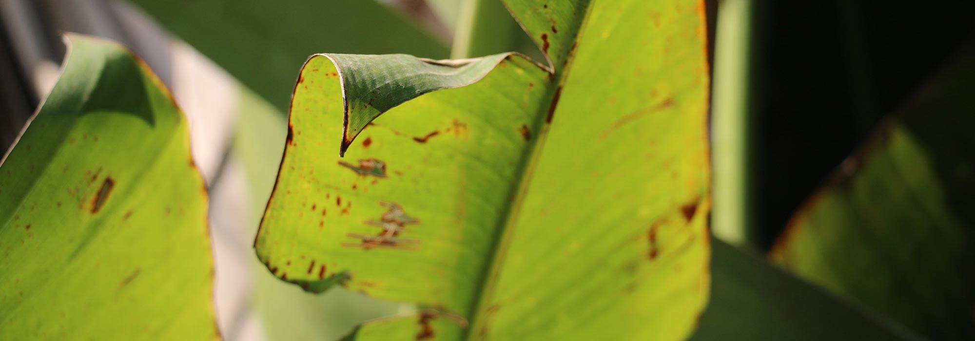 Krankheiten und Parasiten der Banane