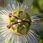 Krankheiten und Parasiten der Passionsblume