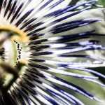 Passionsblume: die winterhärtesten