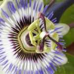 Rückschnitt und Aufbinden der Passionsblume