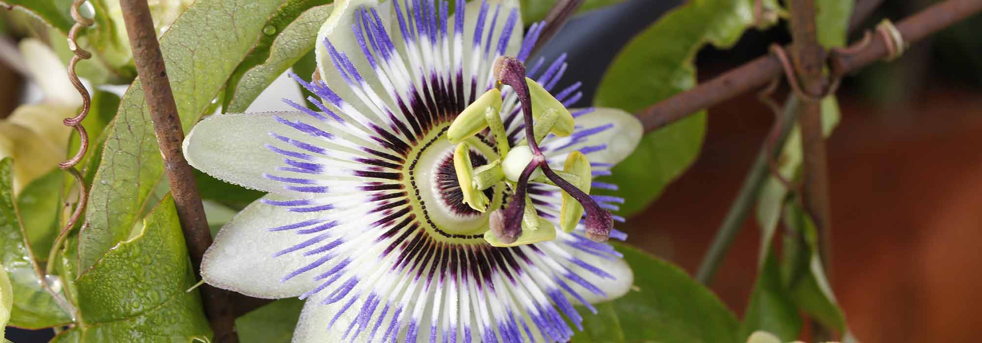 Rückschnitt und Aufbinden der Passionsblume