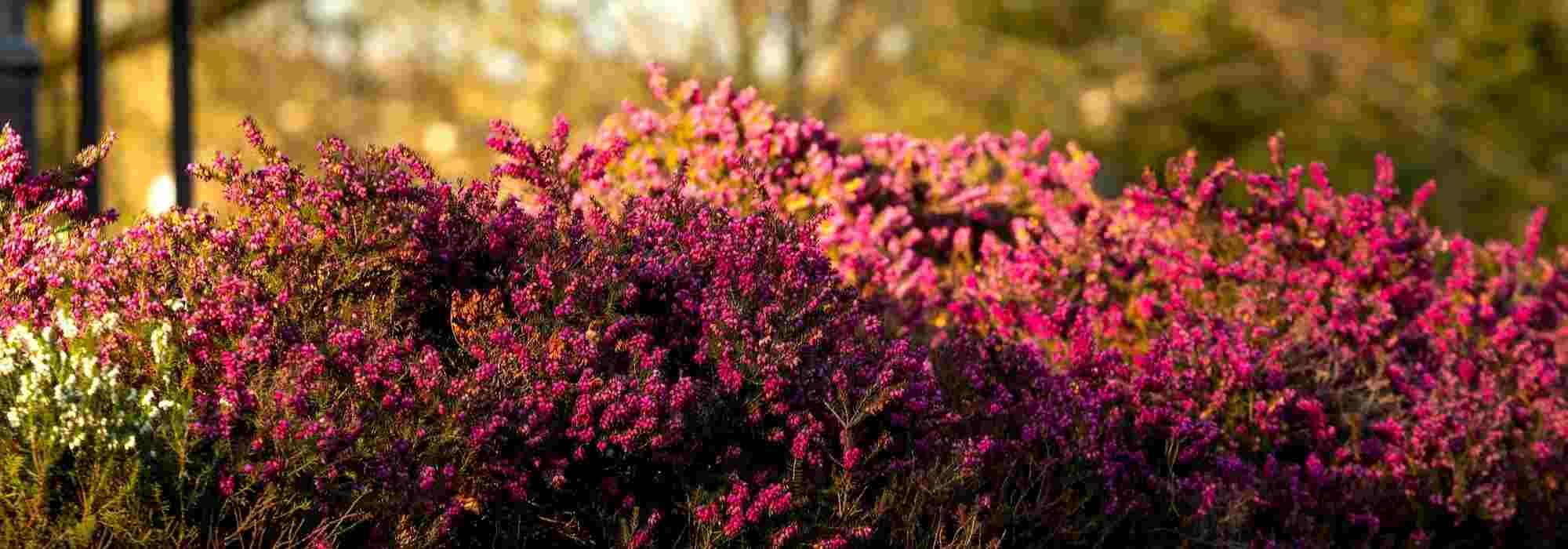 Winterheide kombinieren