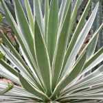 Yucca vermehren