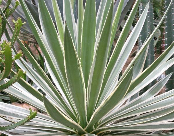 Yucca vermehren