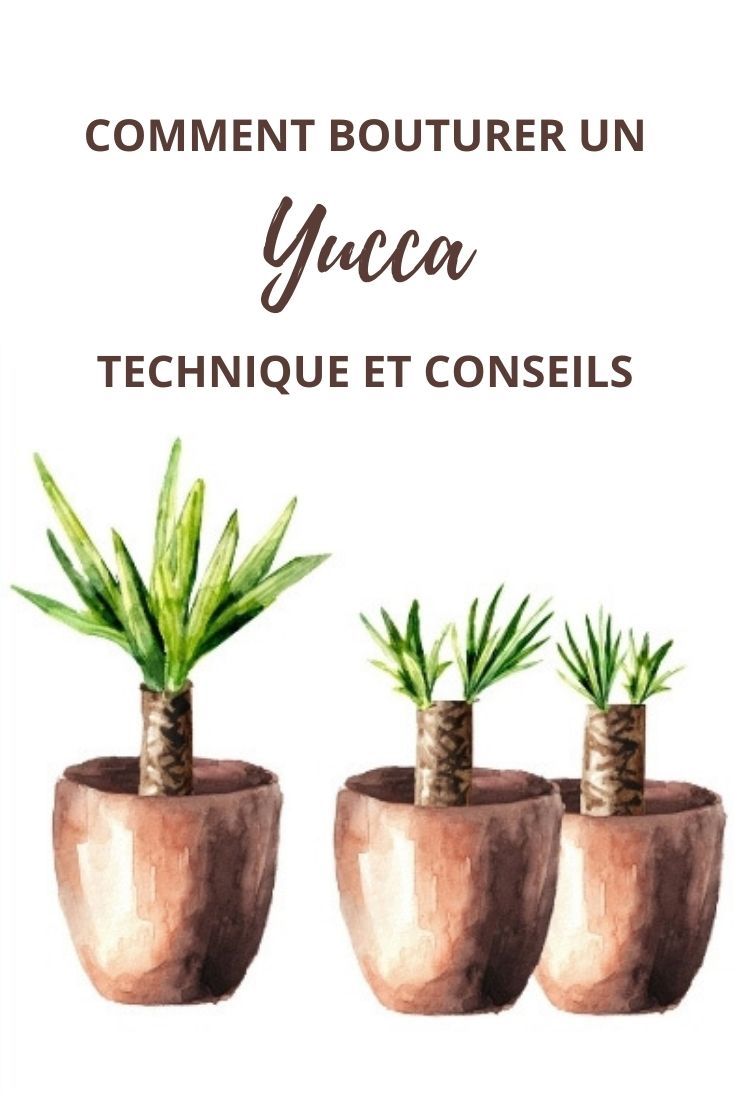 Yucca vermehren durch Stecklinge