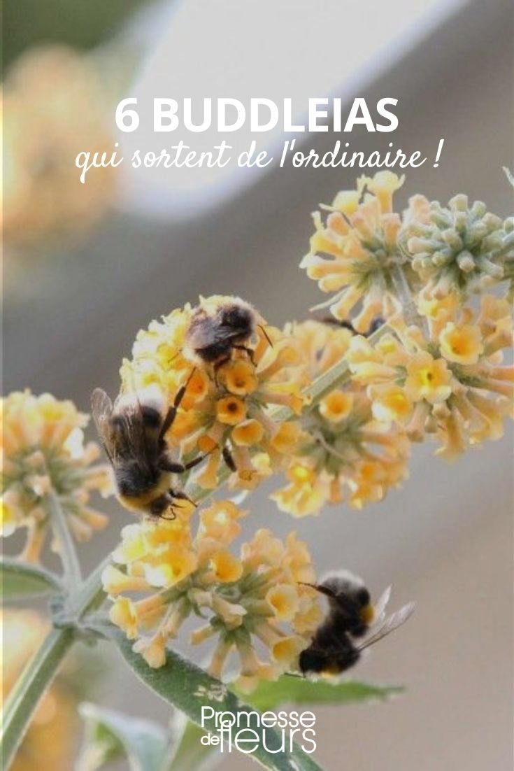 Buddleia, die aus dem Rahmen fallen