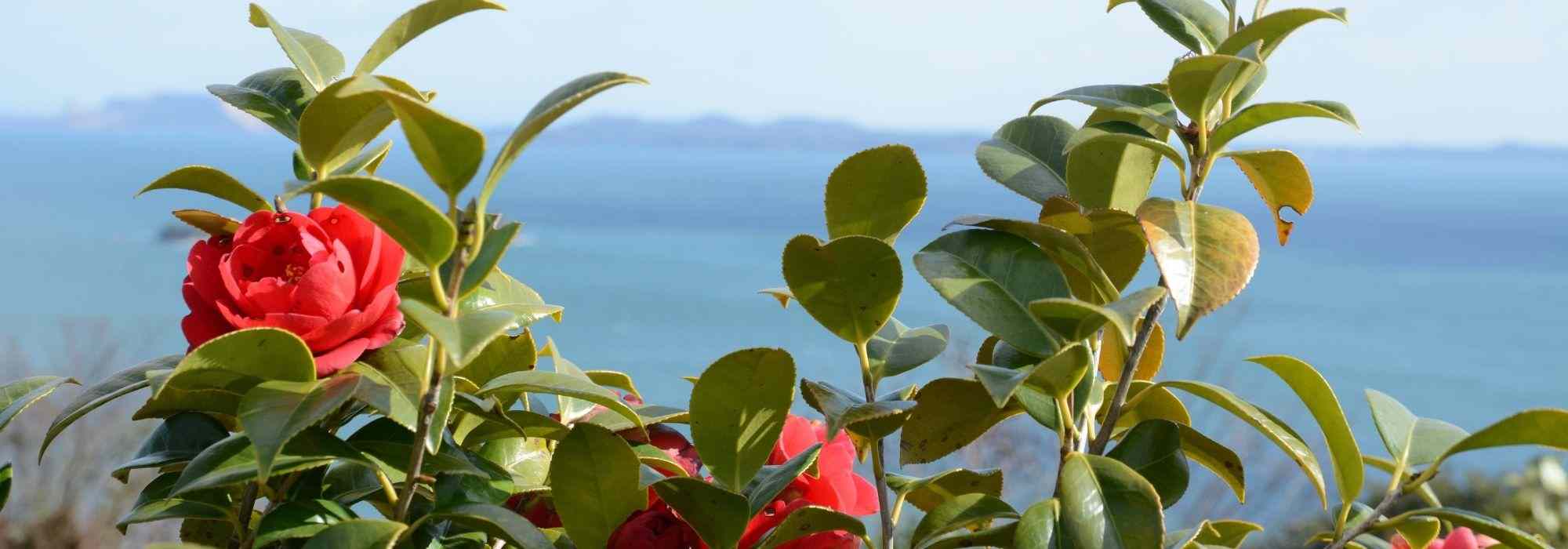 6 Kamelien für eine Küstenhecke