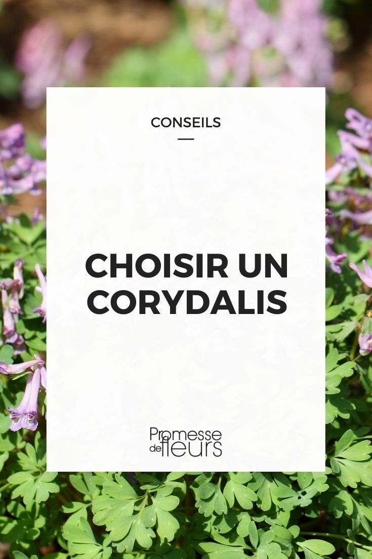 Corydalis auswählen