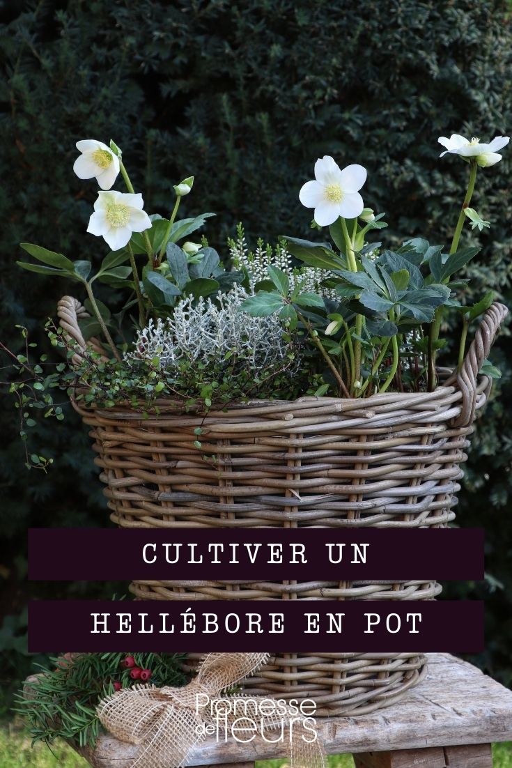 Hellebore im Topf kultivieren