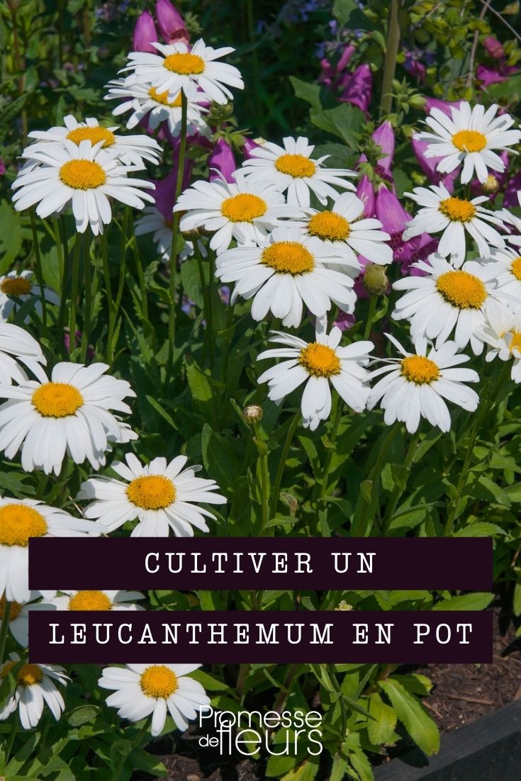 Leucanthemum im Topf kultivieren
