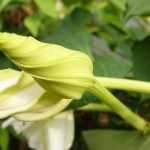 Unglaubliche Blumen, die sich nur nachts öffnen