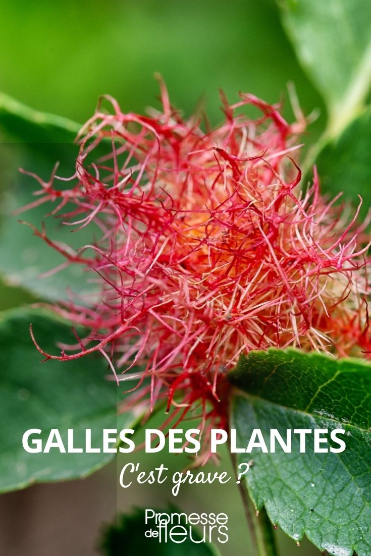 Botanischer Pflanzengang