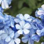 8 blau blühende Kletterpflanzen für den Garten