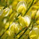 7 Sträucher mit gelben Blüten