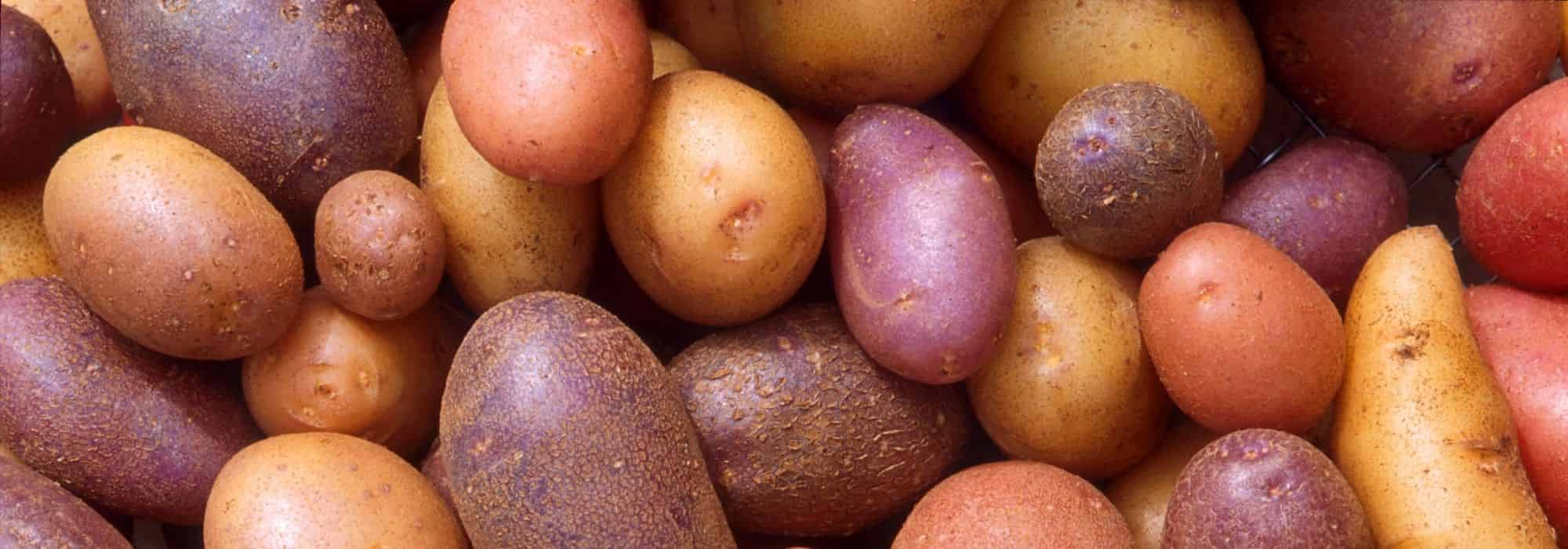 Frühkartoffeln anbauen