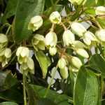 Holboellia: 7 gelungene Pflanzkombinationen
