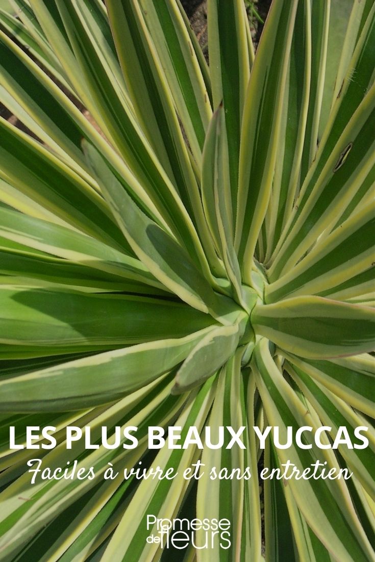 schönsten Yuccas