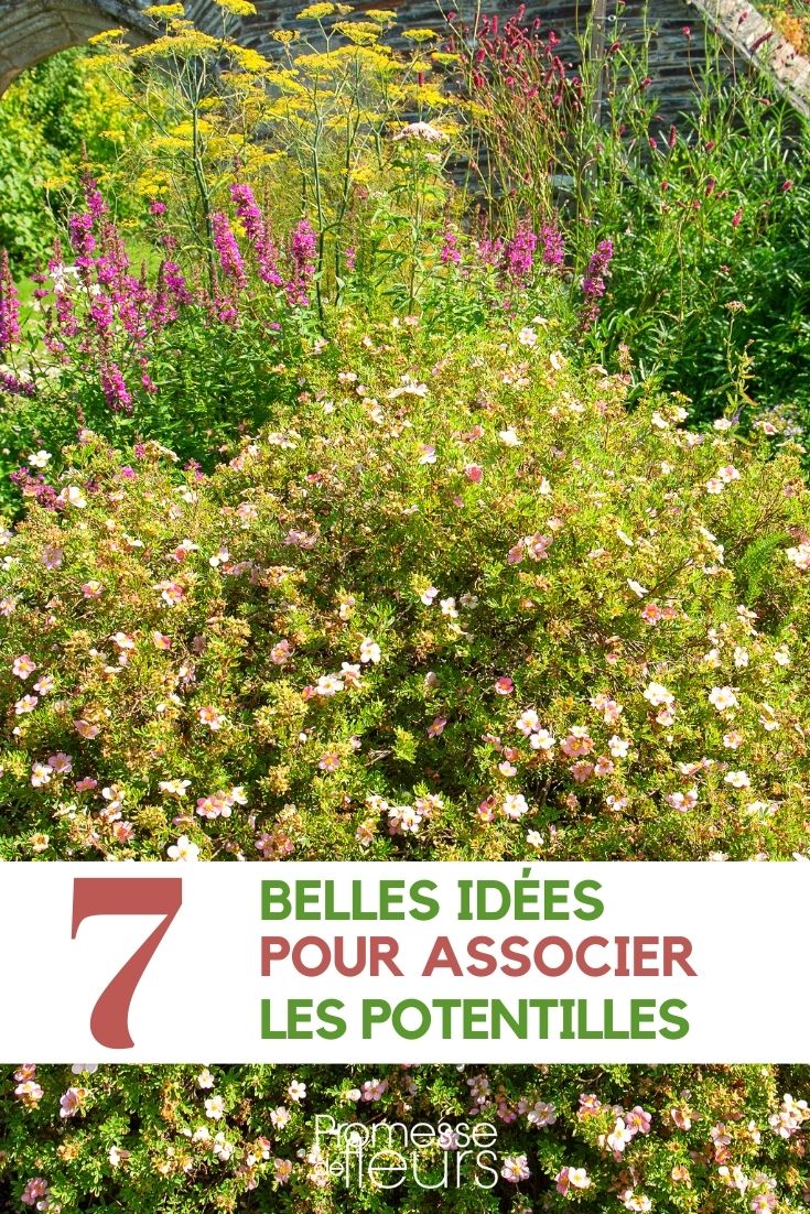 Potentille - Associer