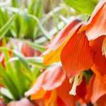 7 orange blühende Frühlingszwiebeln für den Garten