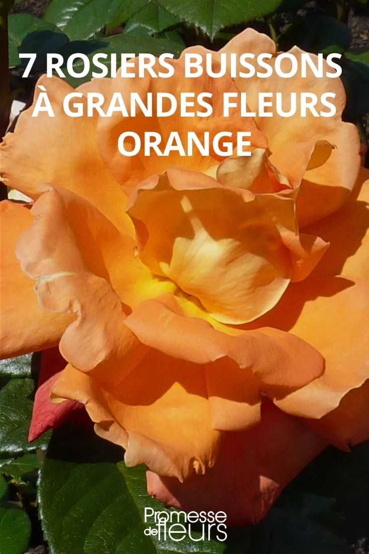 Orangefarbene Teehybrid-Rosen