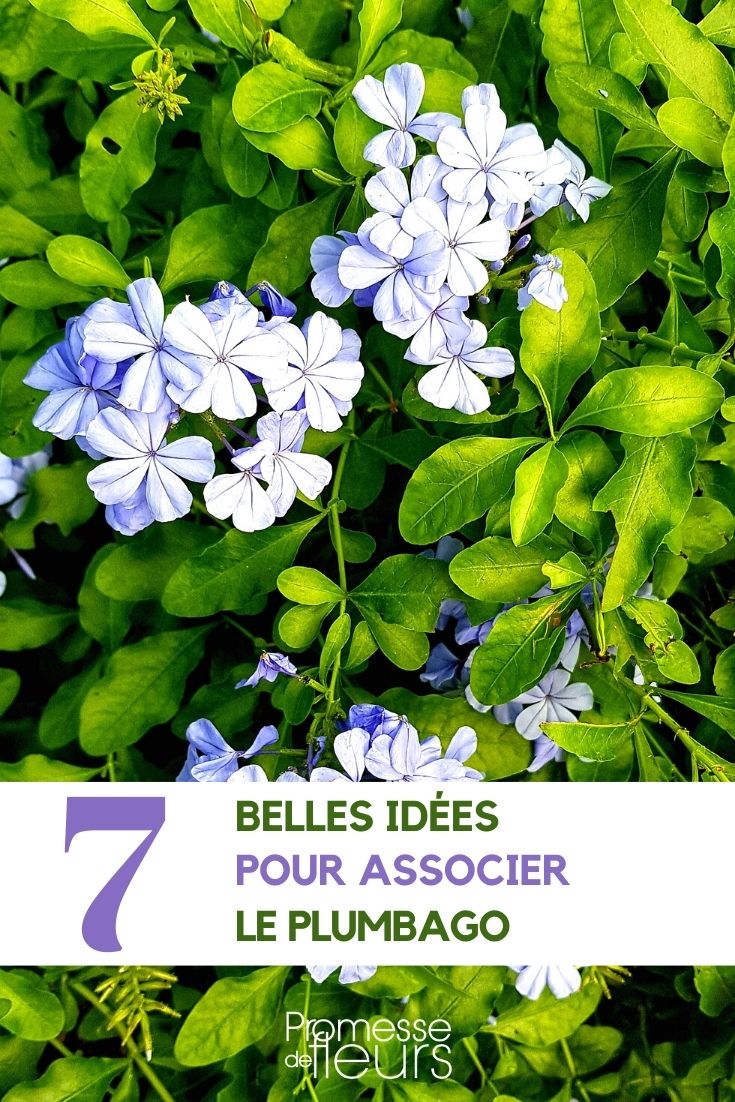 Plumbago im Garten, auf der Terrasse oder im Beet