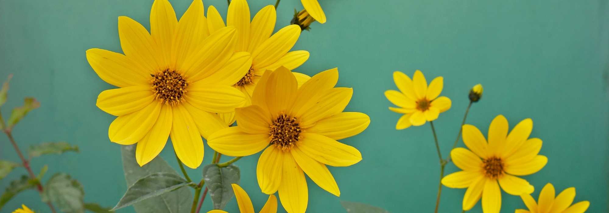 Helianthus kombinieren