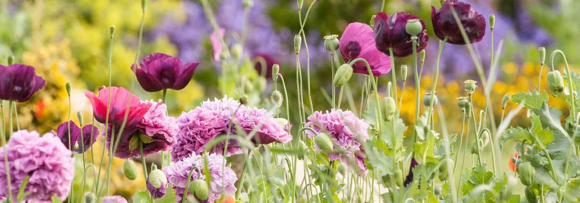 Rosa Blumen kombinieren