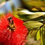 Callistemon vermehren