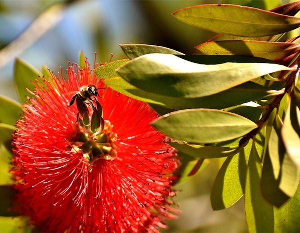 Callistemon vermehren