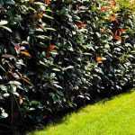 Unansehnliche Hecke kaschieren?