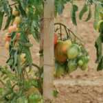 Tomatenstützen selber bauen