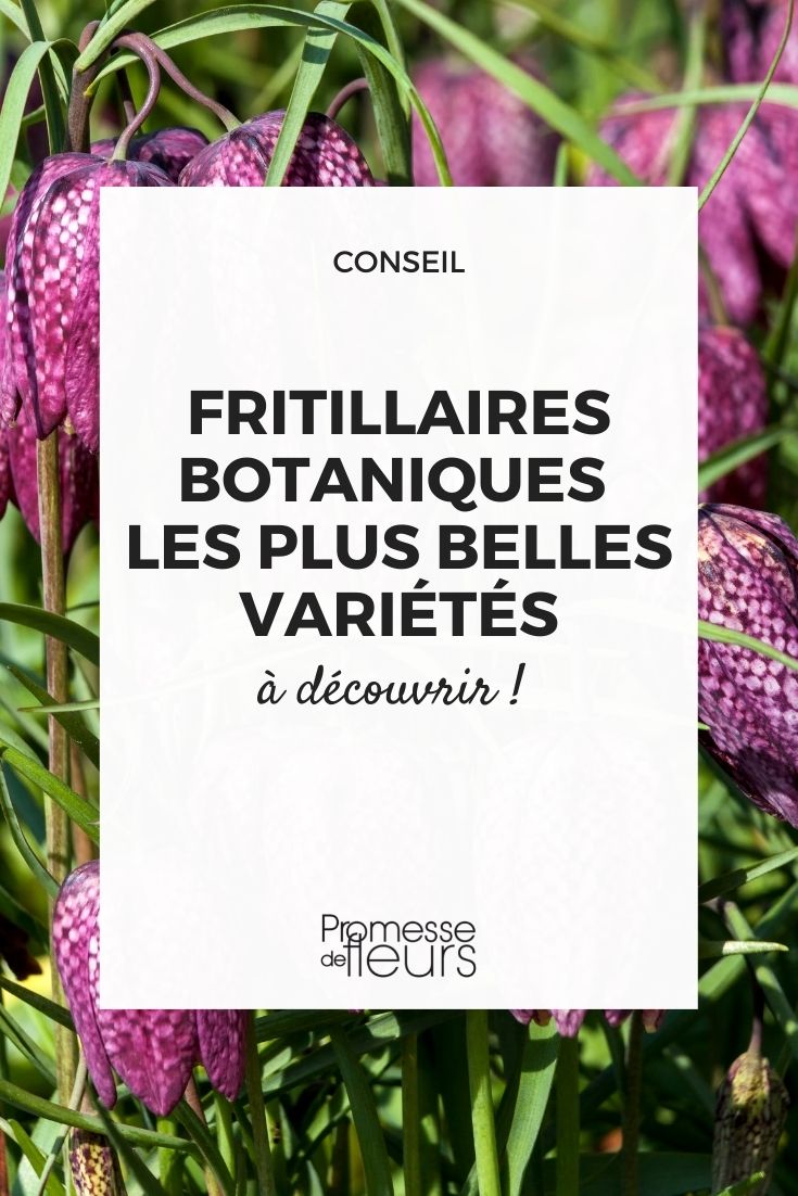 botanische Fritillarien-Sorten