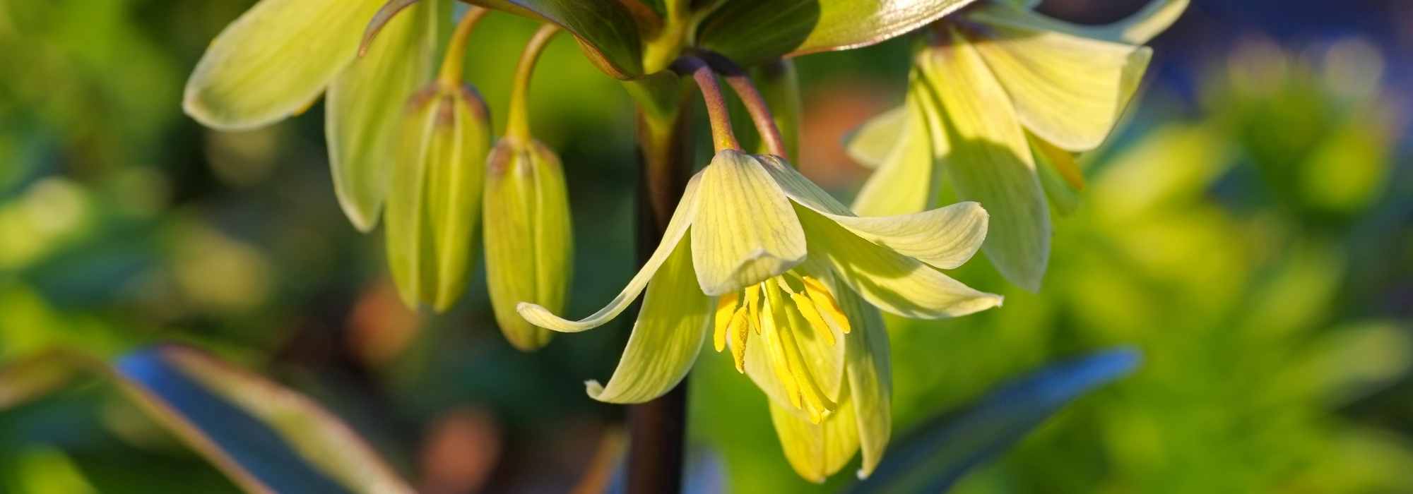 Botanische Schachblumen