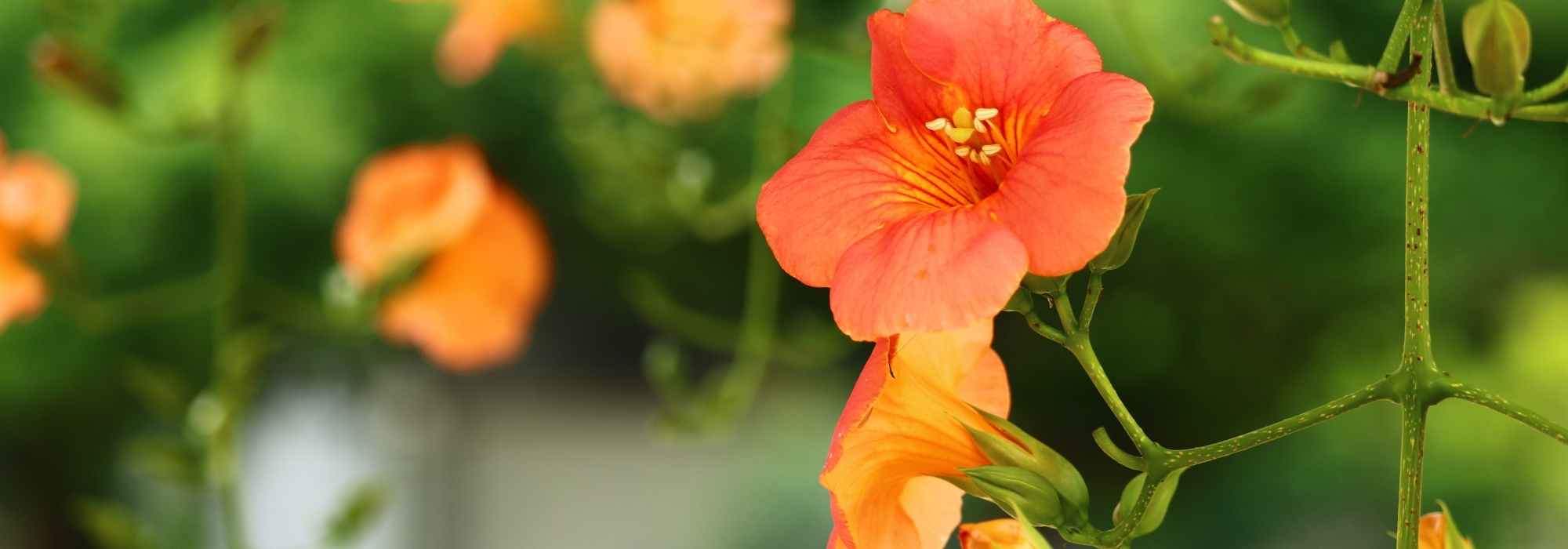 7 orangeblühende Kletterpflanzen für den Garten