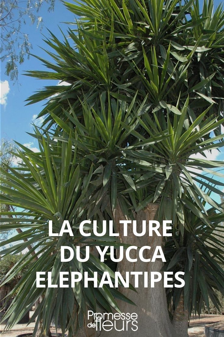 Yucca elephantipes pflegen