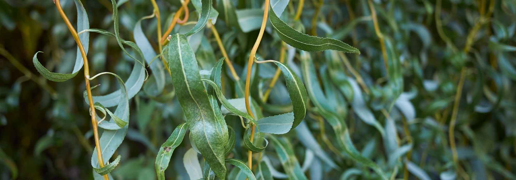 Weiden (Salix): schönste Sorten