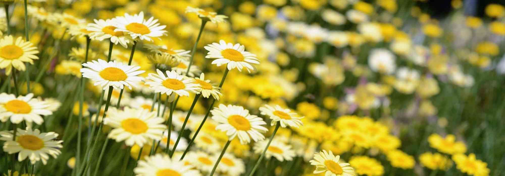 Anthemis kombinieren