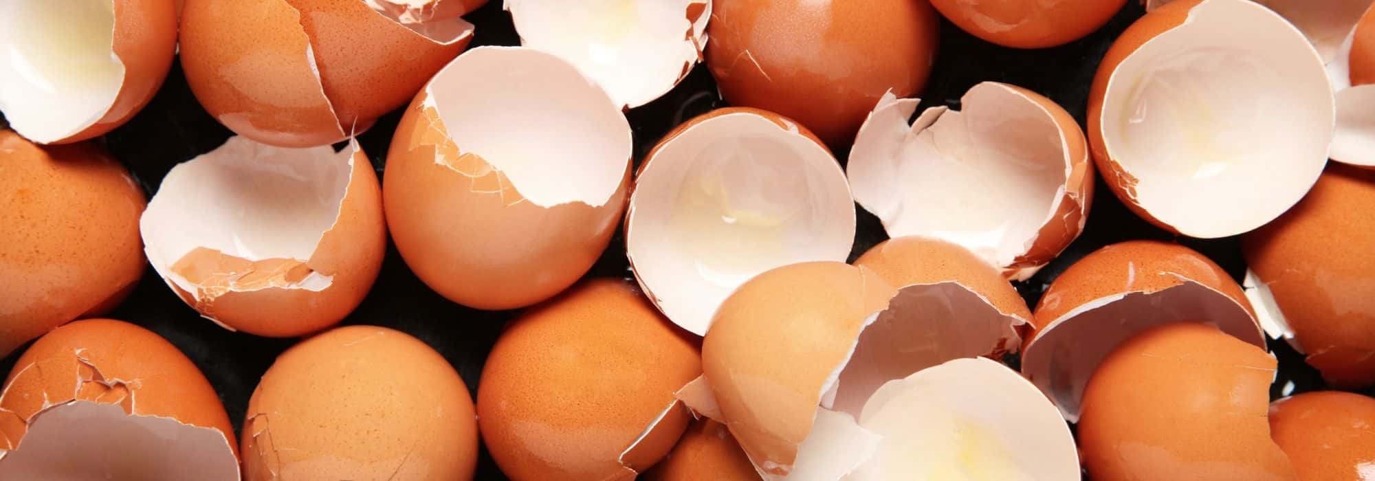 Sind Eierschalen im Garten wirklich sinnvoll?
