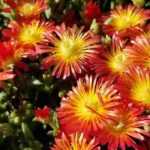 Mittagsblume im Topf kultivieren