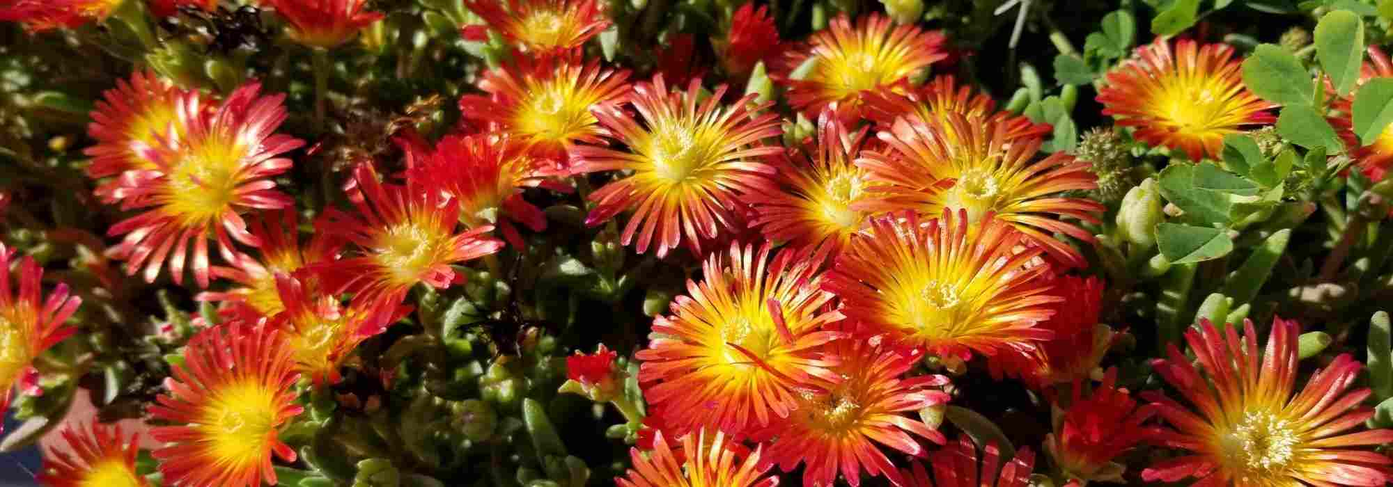 Mittagsblume im Topf kultivieren