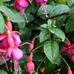 Fuchsie im Topf kultivieren